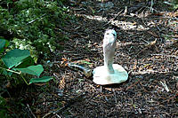Mushroom Stand Off